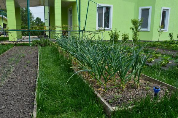 Из чего сделать дорожки между грядками в огороде: материалы и чем засыпать своими руками