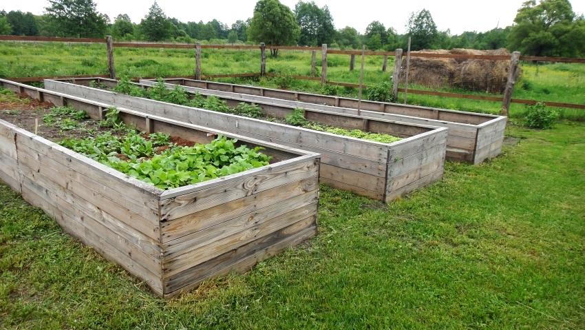 Грядка для помидоров своими руками в открытом грунте и в теплице + фото