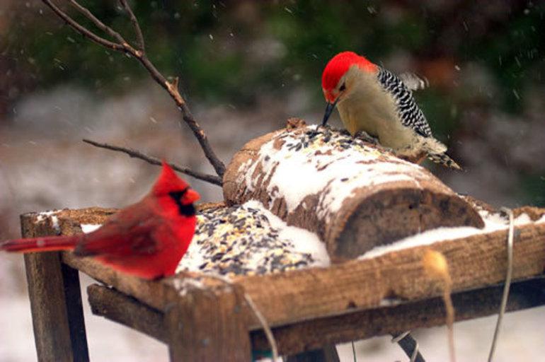 Съедобная кормушка для птиц своими руками: из зерна, желатина и тыквы