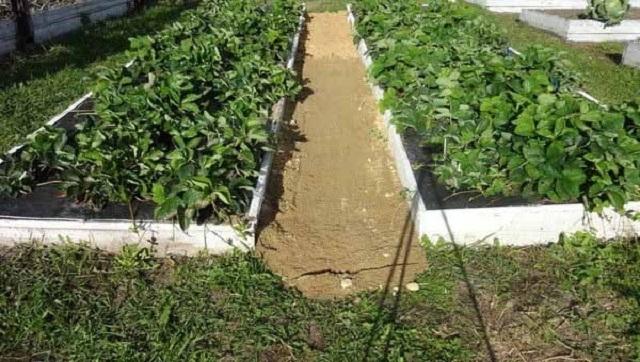 Из чего сделать дорожки между грядками в огороде: материалы и чем засыпать своими руками