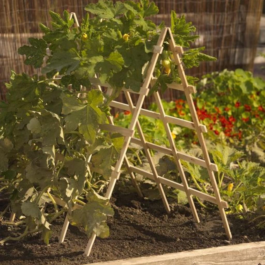 Как правильно подвязывать горох на грядке в открытом грунте