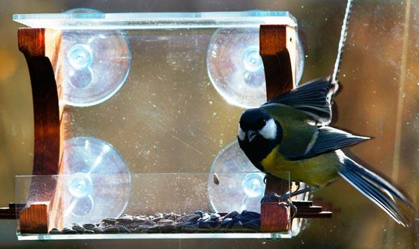 Кормушка для птиц на окно на присосках: как сделать своими руками