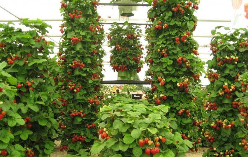 Грядка для клубники из трубы: канализационной, пластиковой, ПВХ, фото, видео