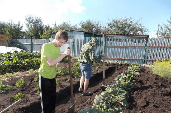 Теплые грядки для клубники: как сделать своими руками, фото, размеры и посадка