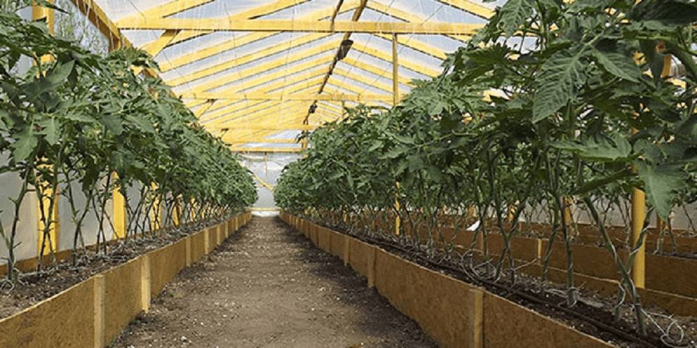 Расположение грядок в теплице 3х6: как устроить, планировка