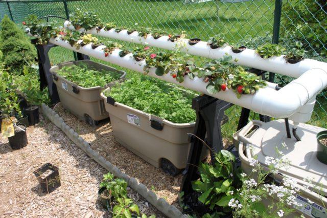 Грядка для клубники из трубы: канализационной, пластиковой, ПВХ, фото, видео