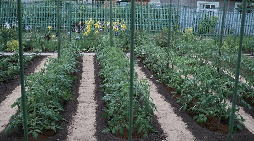 Грядка для помидоров своими руками в открытом грунте и в теплице + фото