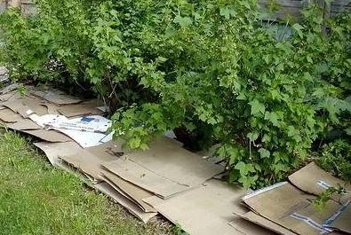 Из чего сделать дорожки между грядками в огороде: материалы и чем засыпать своими руками