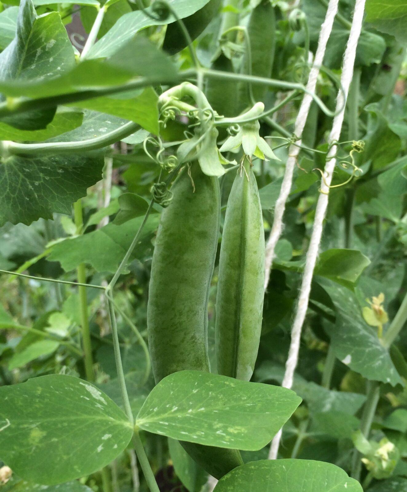 Как правильно подвязывать горох на грядке в открытом грунте