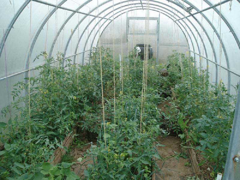 Расположение грядок в теплице 3х6: как устроить, планировка