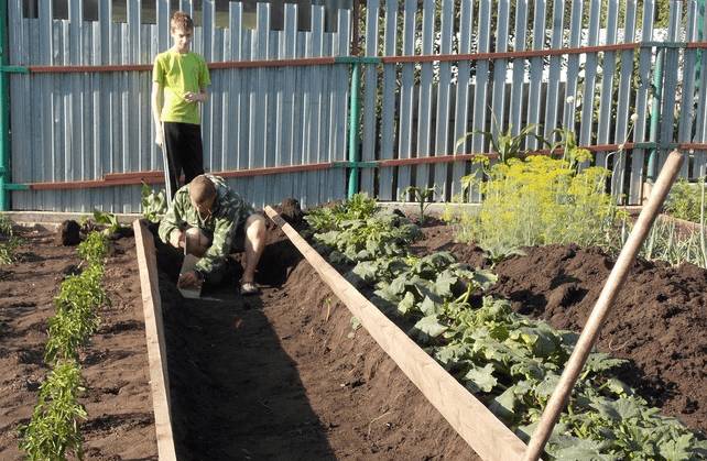 Теплые грядки для клубники: как сделать своими руками, фото, размеры и посадка