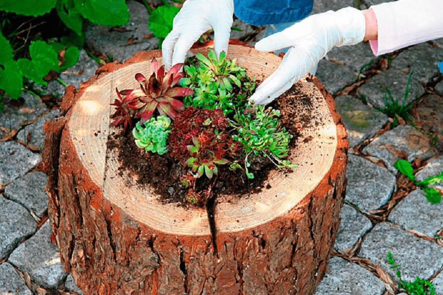 Клумбы из пеньков своими руками: фото, как сделать из дерева, спилов, бревен, сочетание с камнями