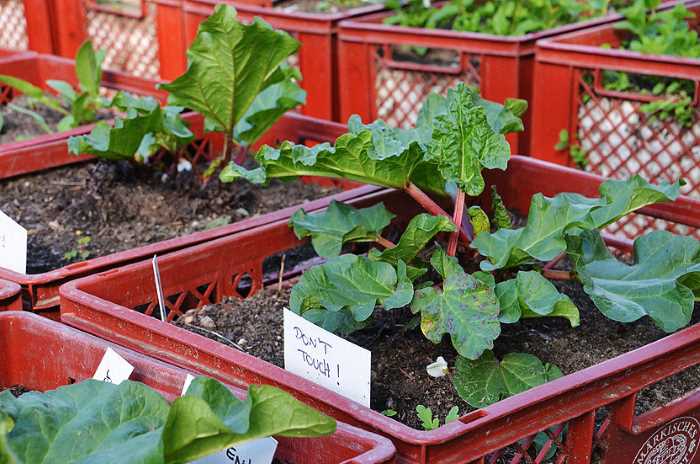 Вертикальные грядки на даче своими руками для овощей и зелени: фото, как сделать из дерева, поддонов