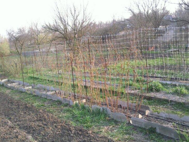 Шпалеры для малины своими руками: чертежи, пошаговая инструкция