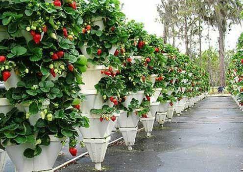 Вертикальные грядки на даче своими руками для овощей и зелени: фото, как сделать из дерева, поддонов