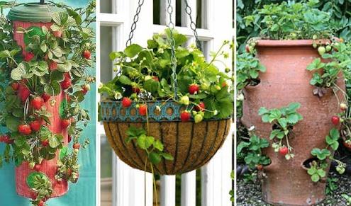 Теплые грядки для клубники: как сделать своими руками, фото, размеры и посадка