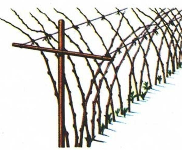 Шпалеры для малины своими руками: чертежи, пошаговая инструкция