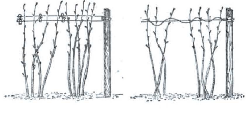 Шпалеры для малины своими руками: чертежи, пошаговая инструкция