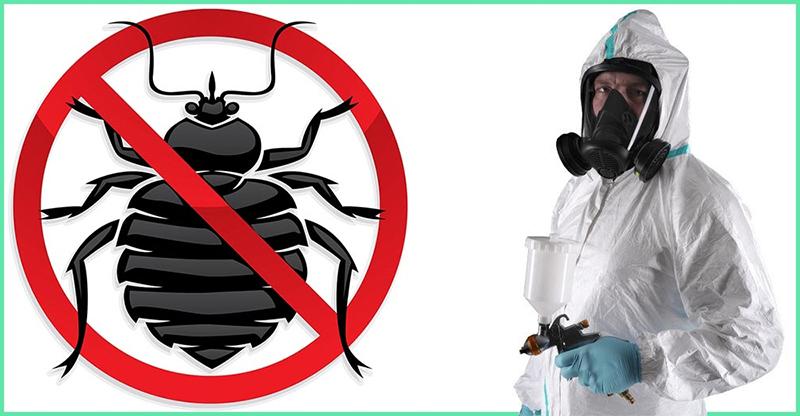 как вывести клопов из дивана самостоятельно