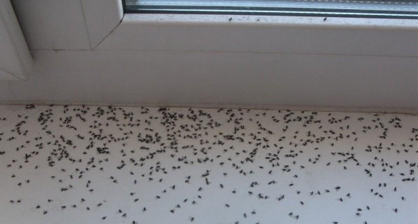 как избавиться от мушек на кухне