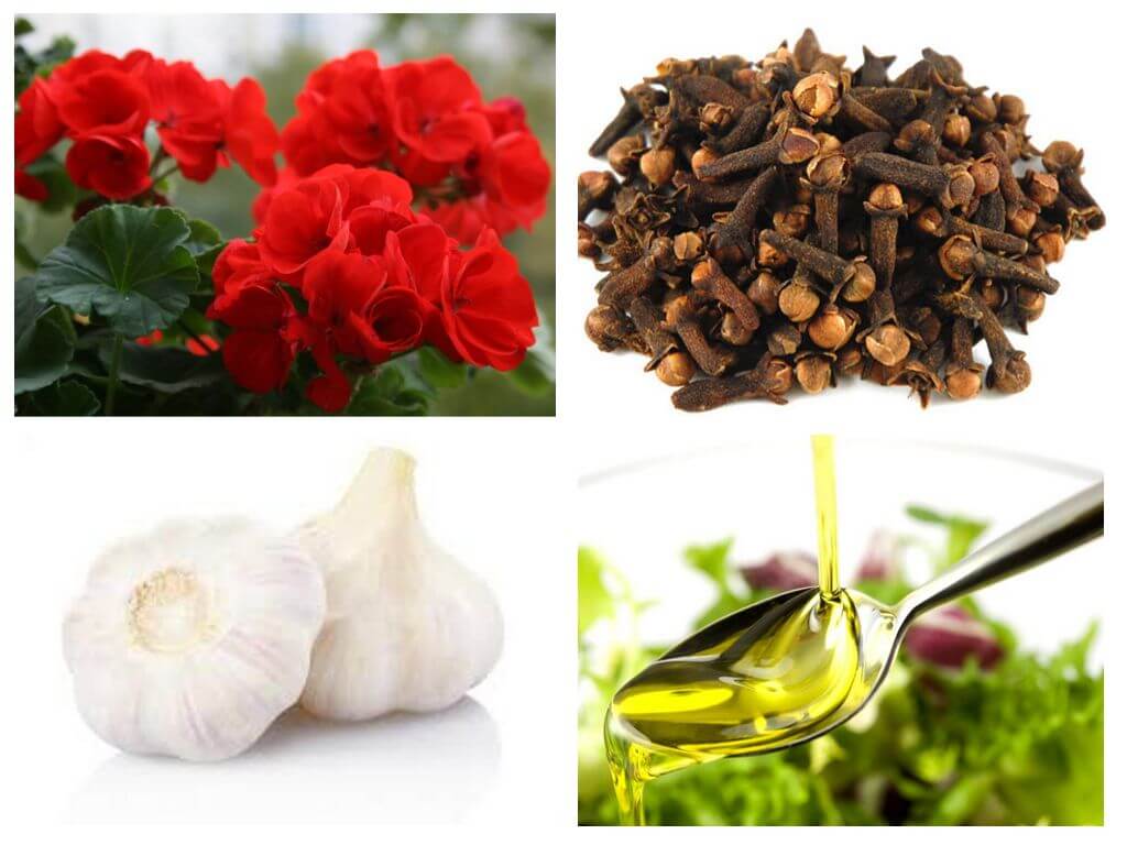 как избавиться от мушек на кухне