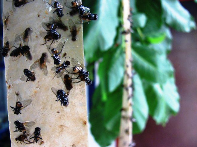 вывести мошек с кухни