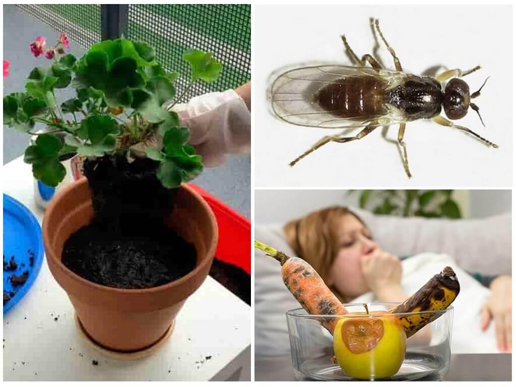 мошки на кухне откуда берутся