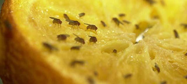 вывести мошек с кухни