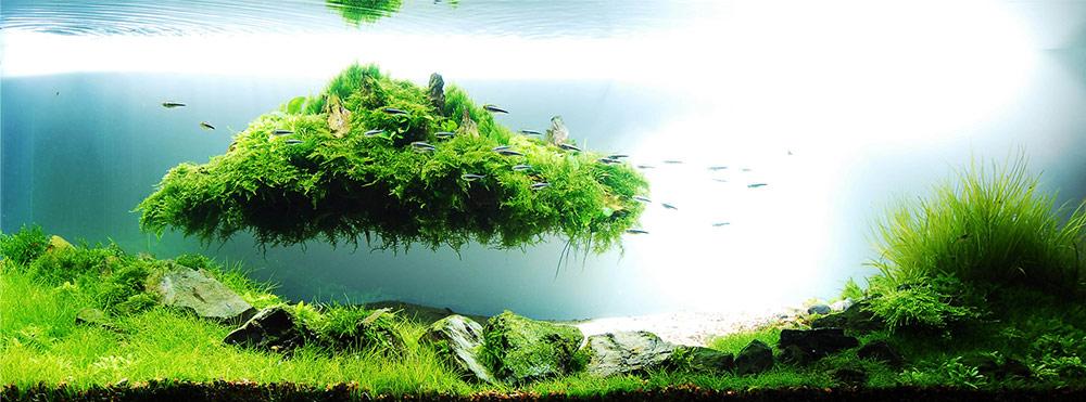 дизайн аквариума своими руками