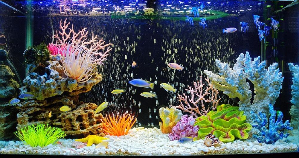 дизайн аквариума своими руками