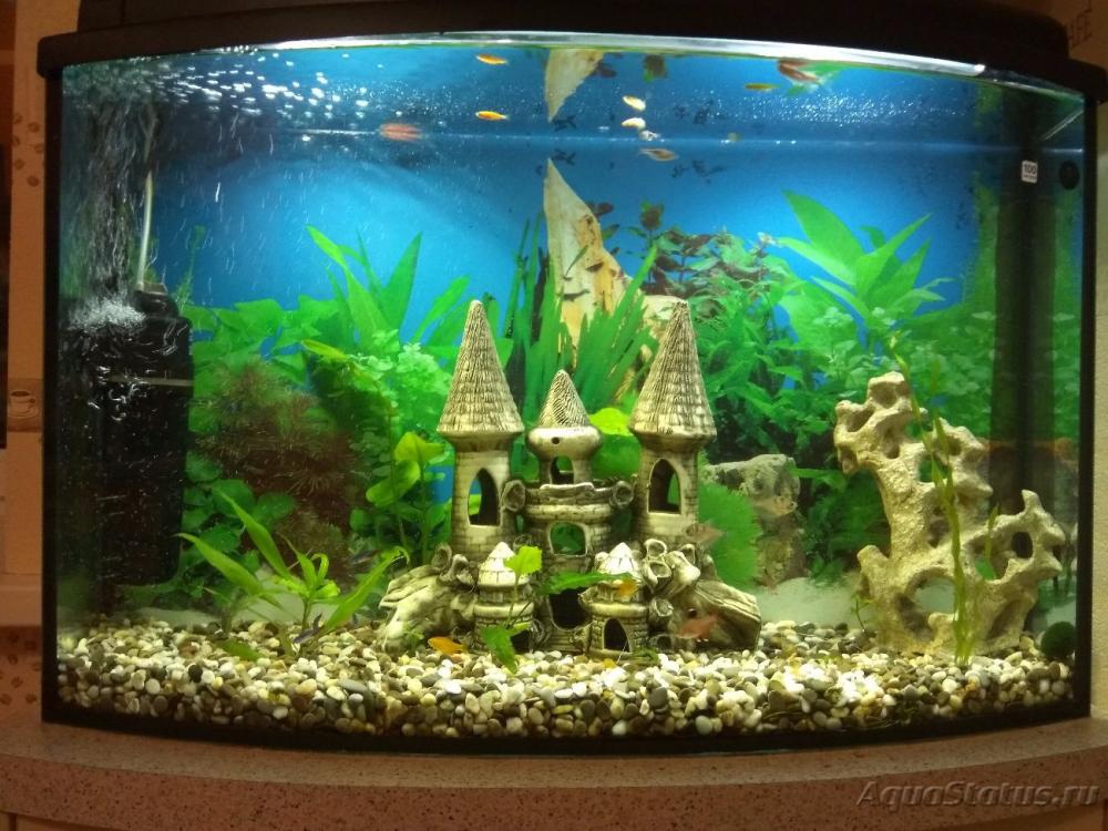 1000 аквариум на 100 литров оформление