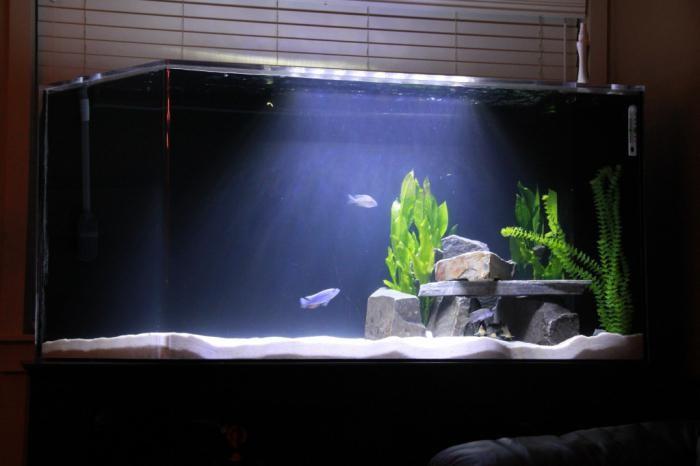 700 аквариумы оформление японский стиль